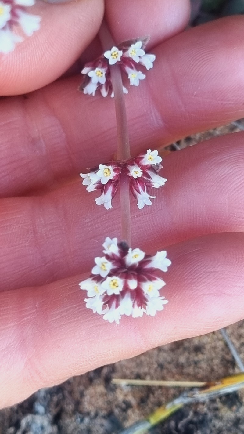 Crassula montana subsp. montana photo 3