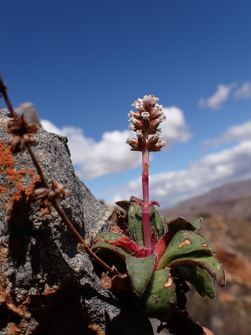 Crassula montana subsp. montana photo 4