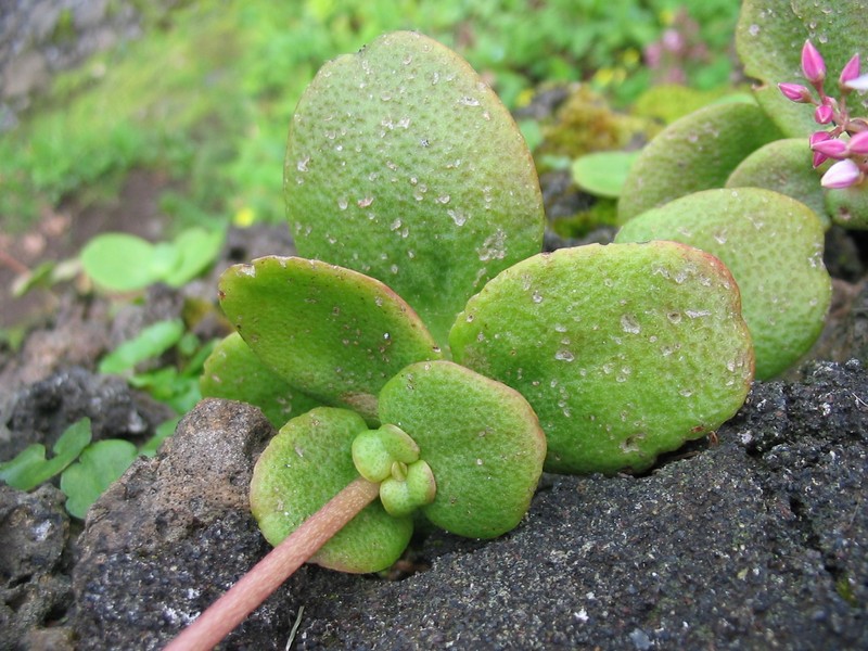 Cape Province Pygmyweed photo 3