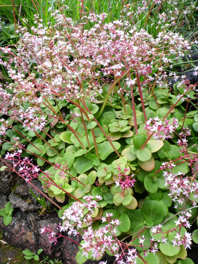 Cape Province Pygmyweed photo 2