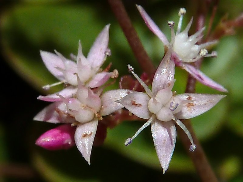 Cape Province Pygmyweed photo 4