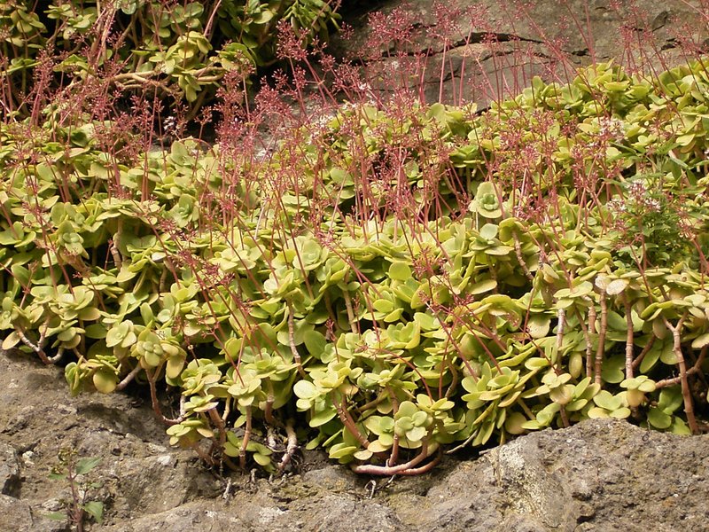 Cape Province Pygmyweed photo 5