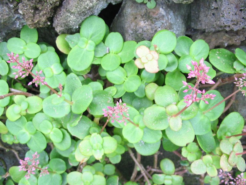 Cape Province Pygmyweed photo 6
