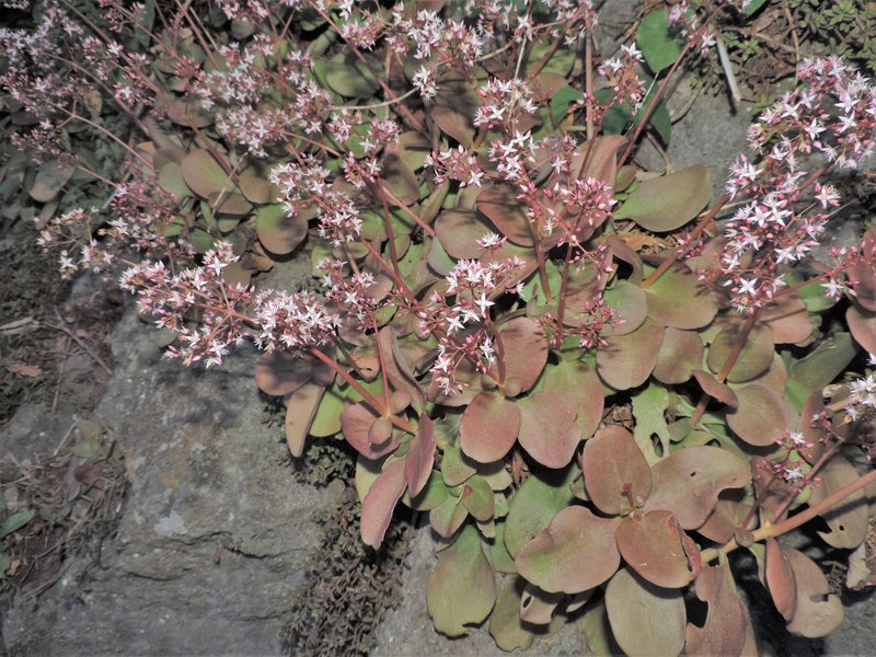 Cape Province Pygmyweed photo 7