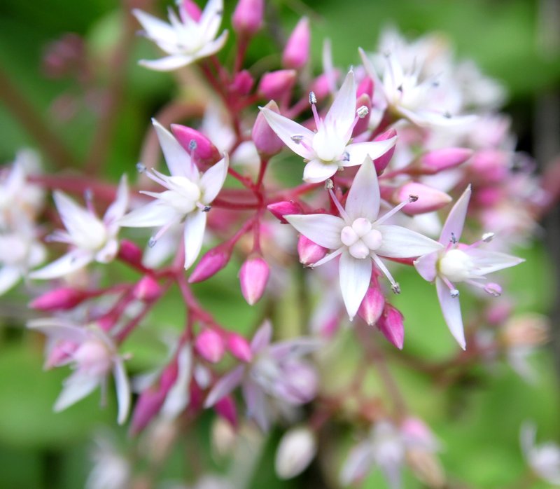 Cape Province Pygmyweed photo 8