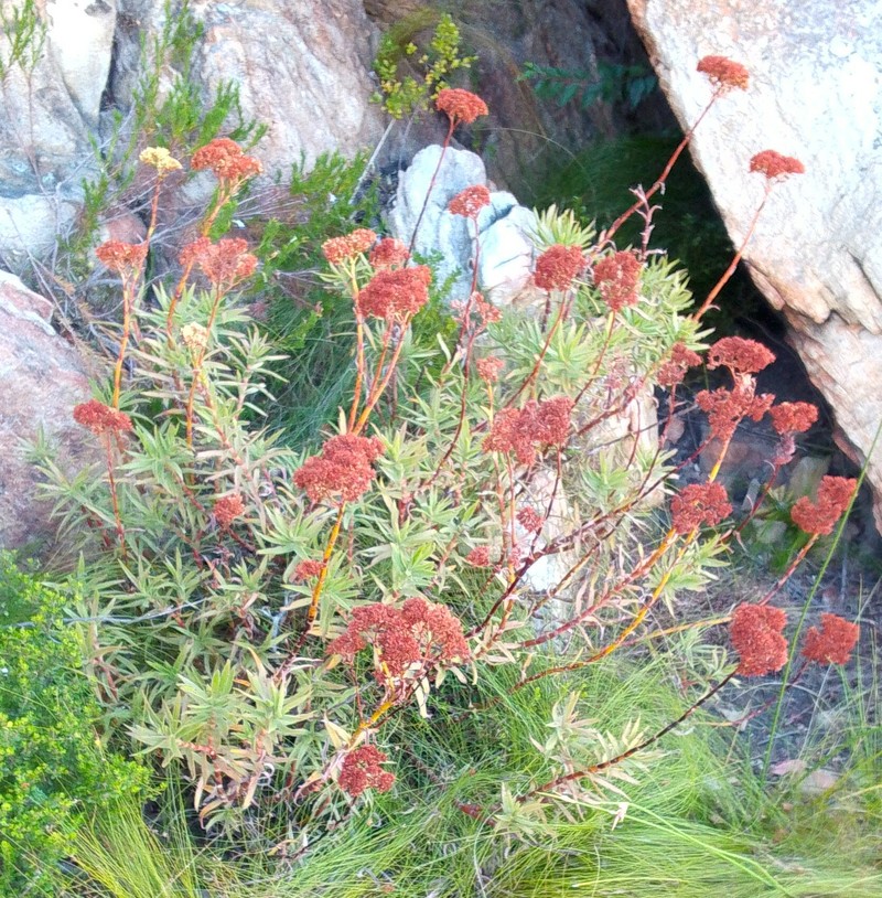 Crassula multiflora subsp. multiflora