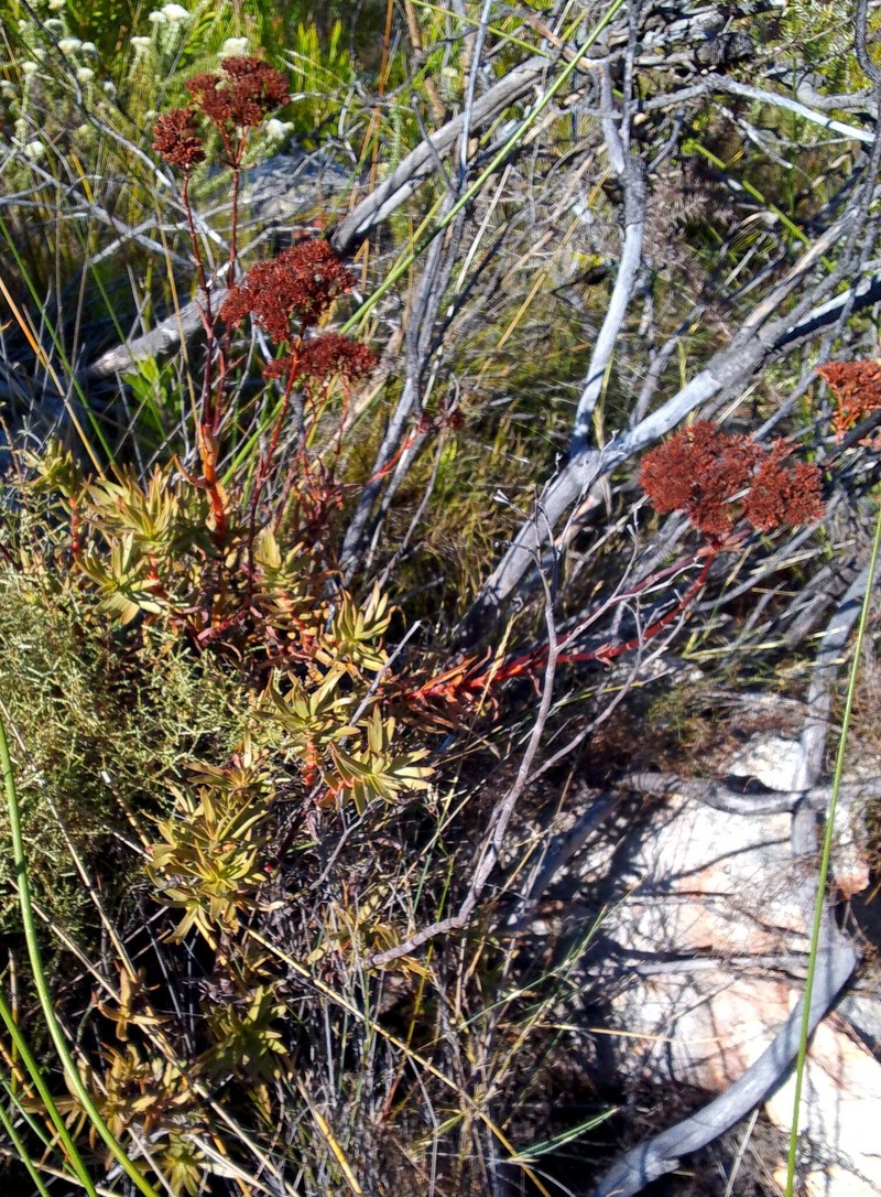 Crassula multiflora subsp. multiflora photo 2