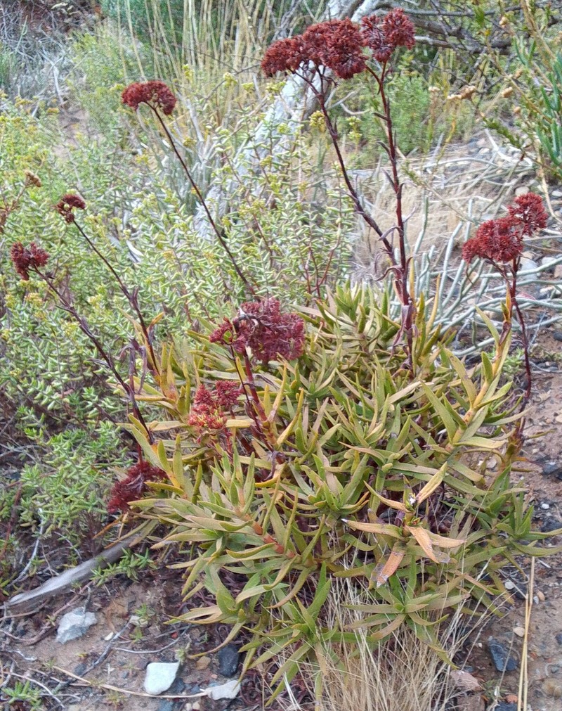 Crassula multiflora subsp. multiflora photo 3