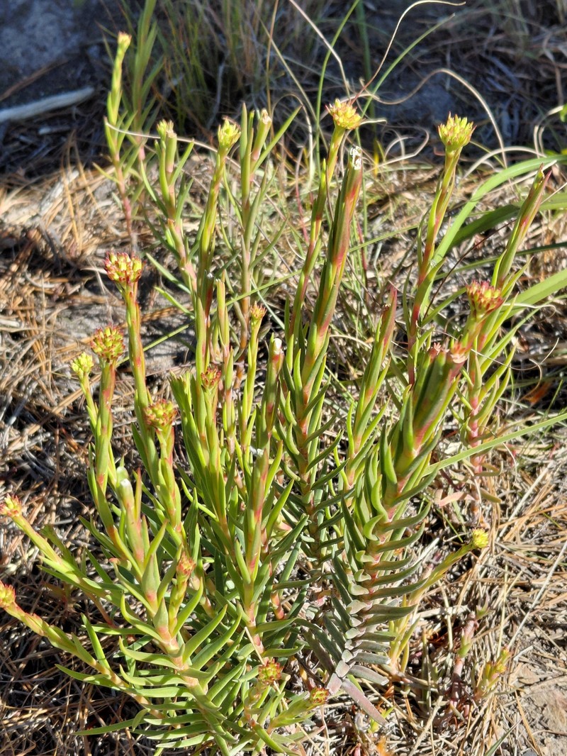 Crassula multiflora subsp. multiflora photo 4