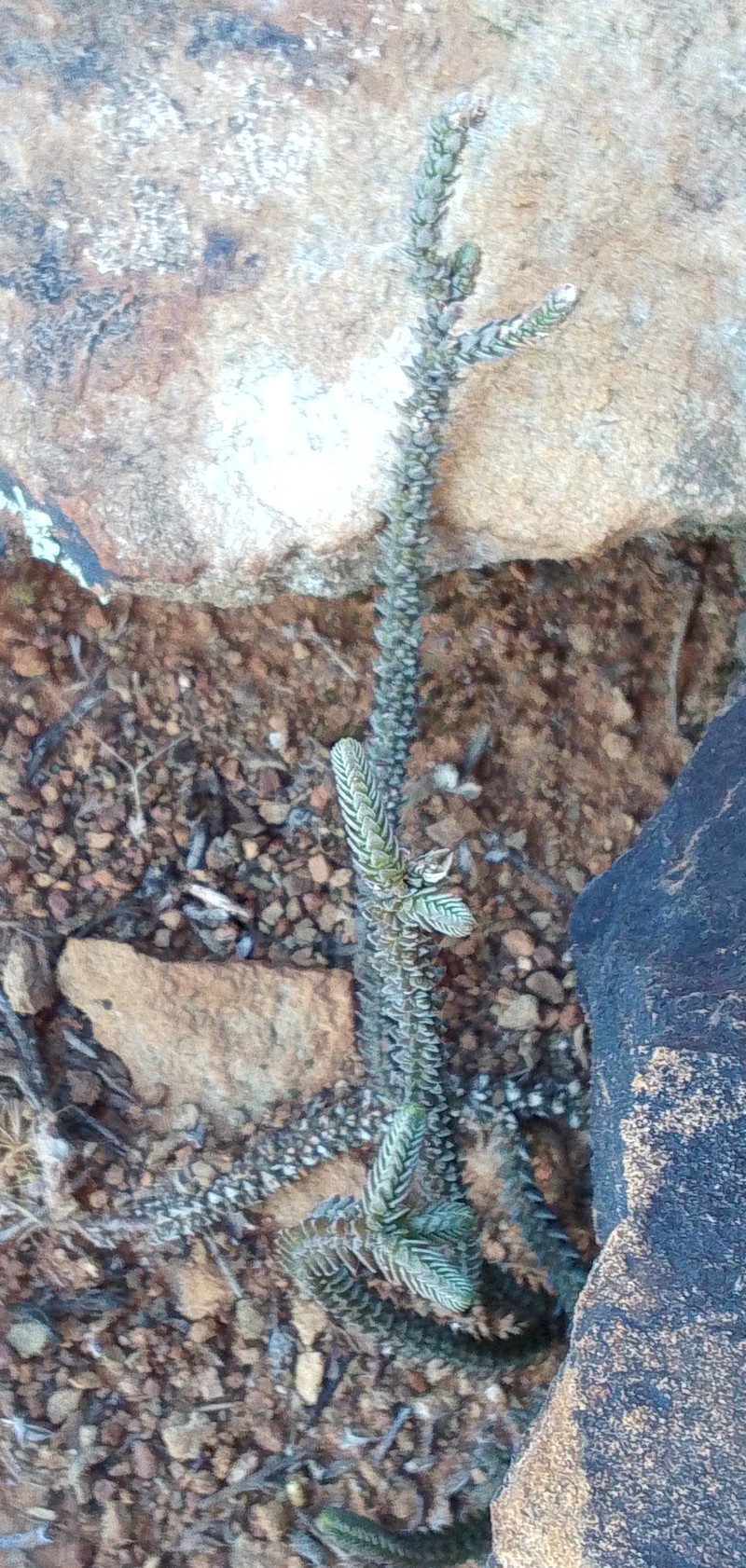 Crassula muscosa var. muscosa