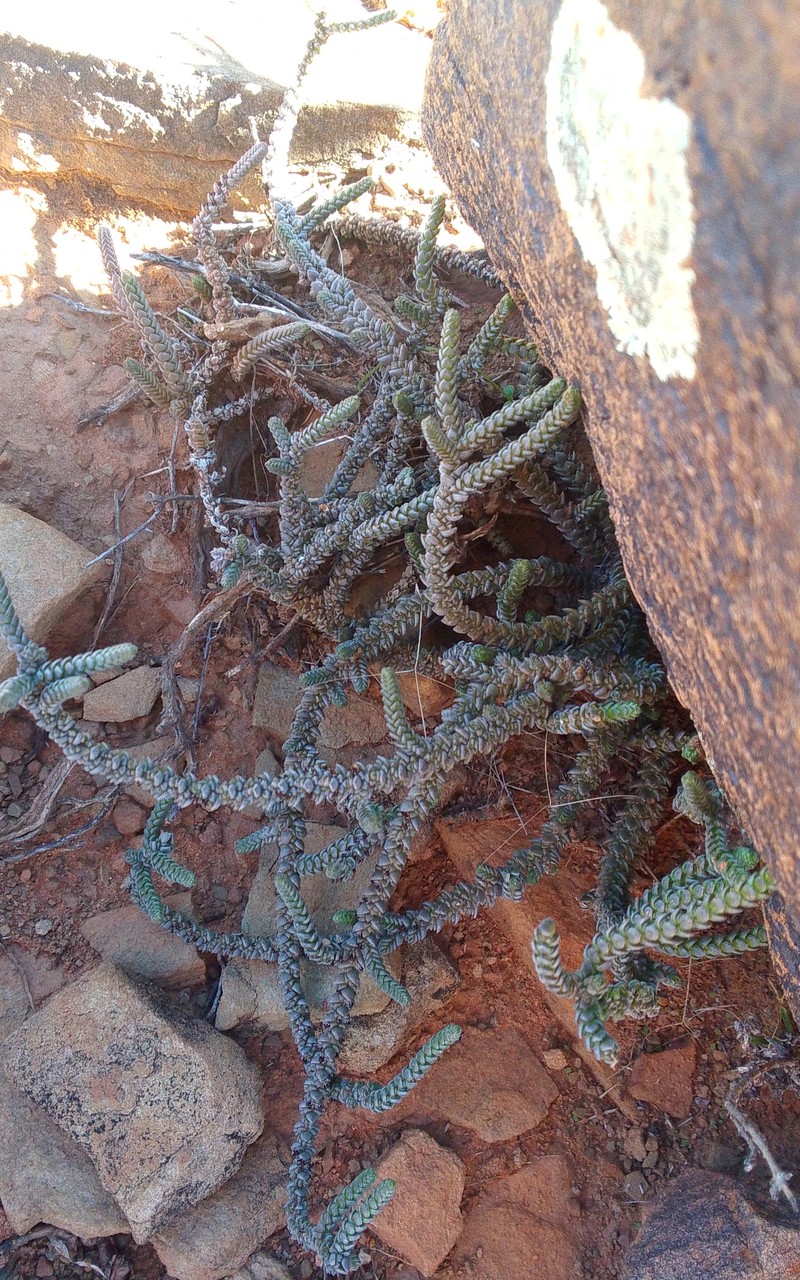 Crassula muscosa var. muscosa photo 2