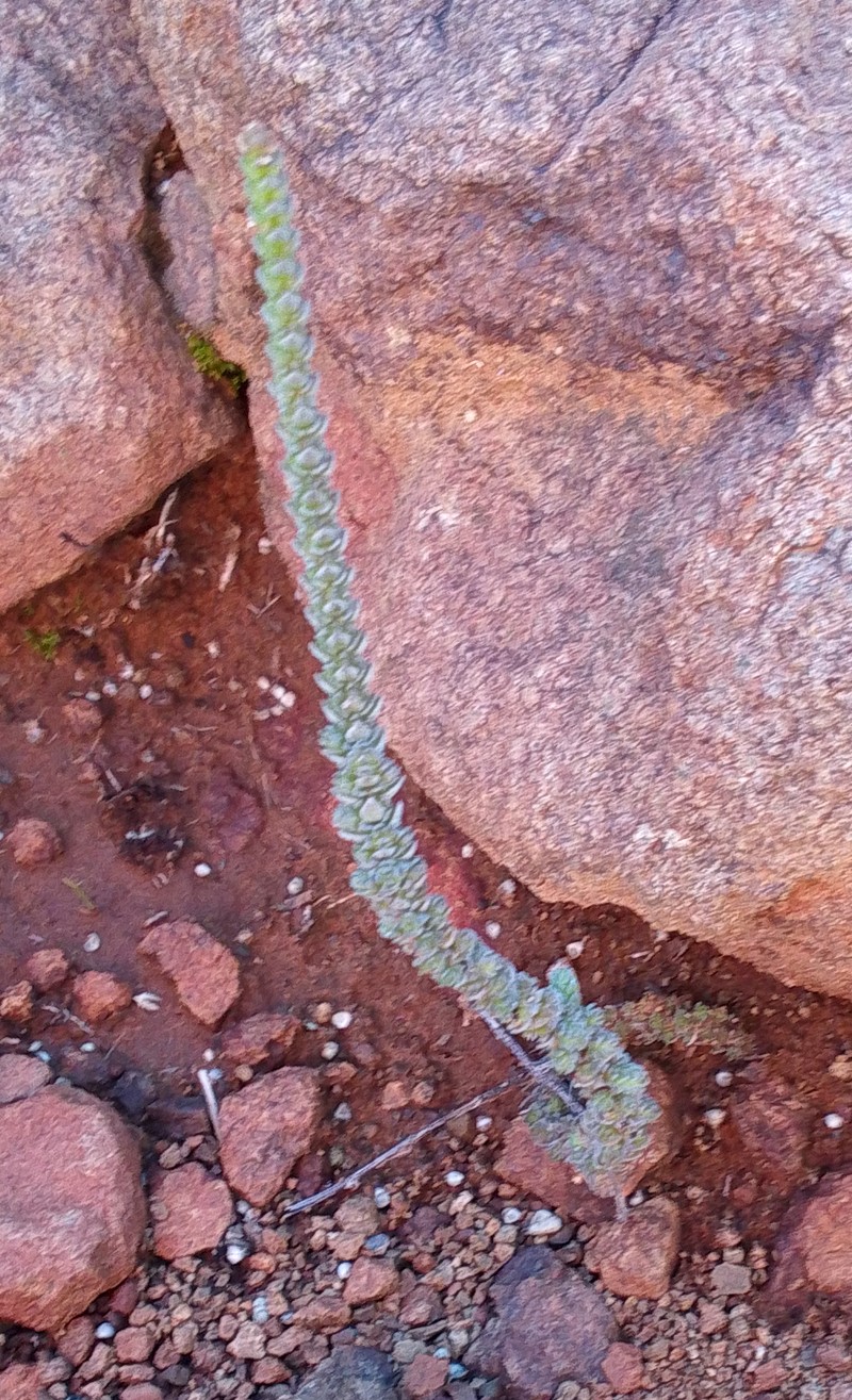 Crassula muscosa var. muscosa photo 3
