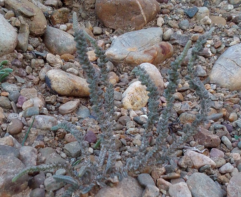 Crassula muscosa var. muscosa photo 4