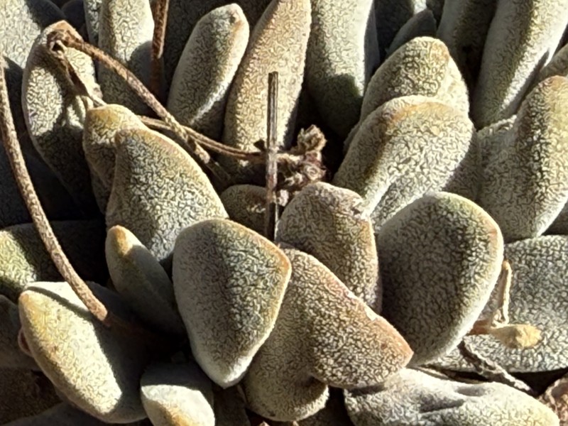 Crassula namaquensis subsp. namaquensis