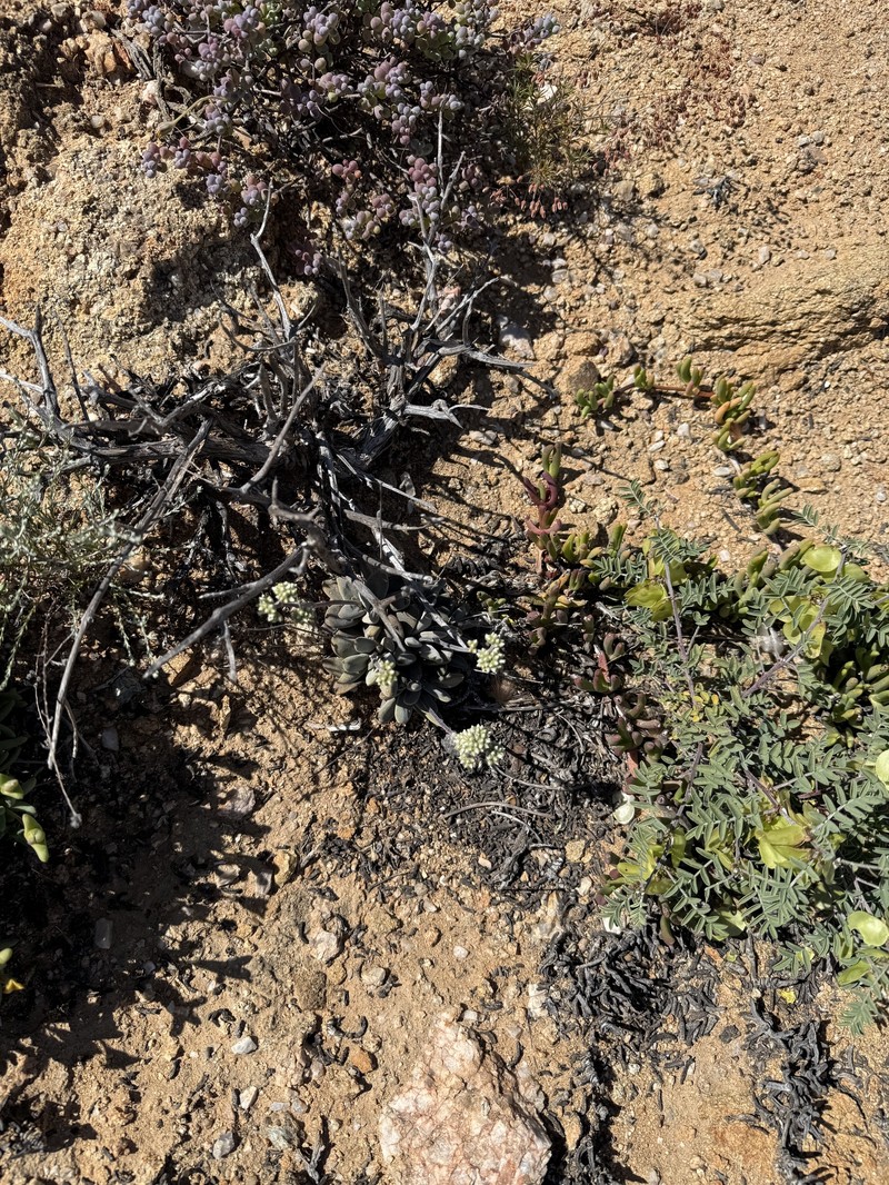 Crassula namaquensis subsp. namaquensis photo 2