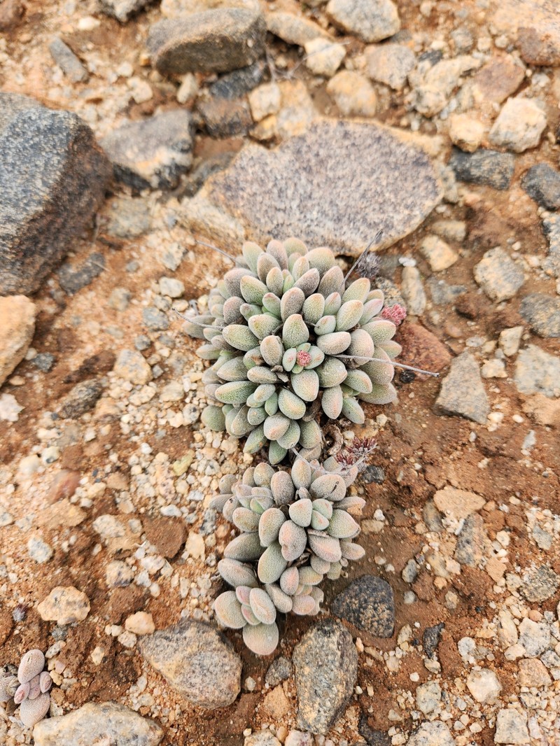 Crassula namaquensis subsp. namaquensis photo 3