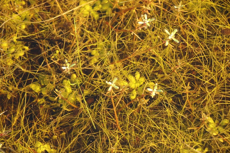 Crassula natans var. natans