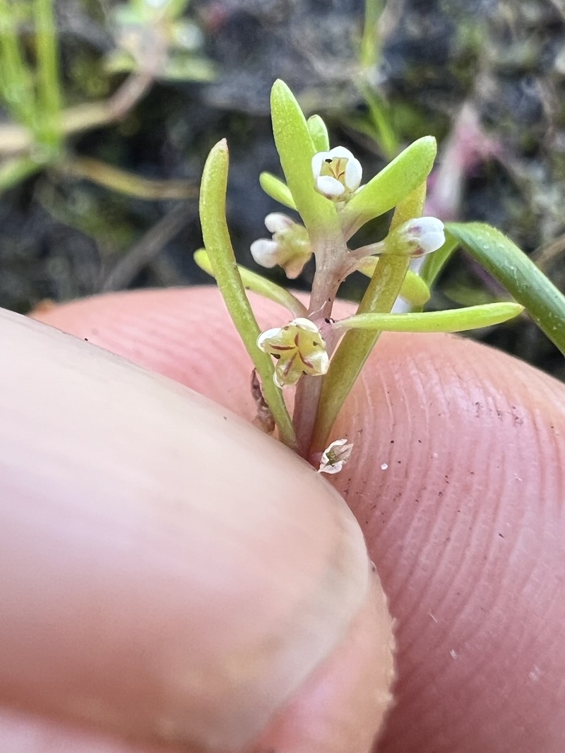 Crassula natans var. natans photo 2