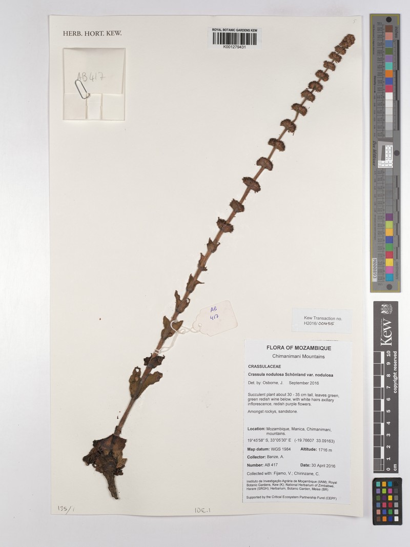 Crassula nodulosa var. nodulosa