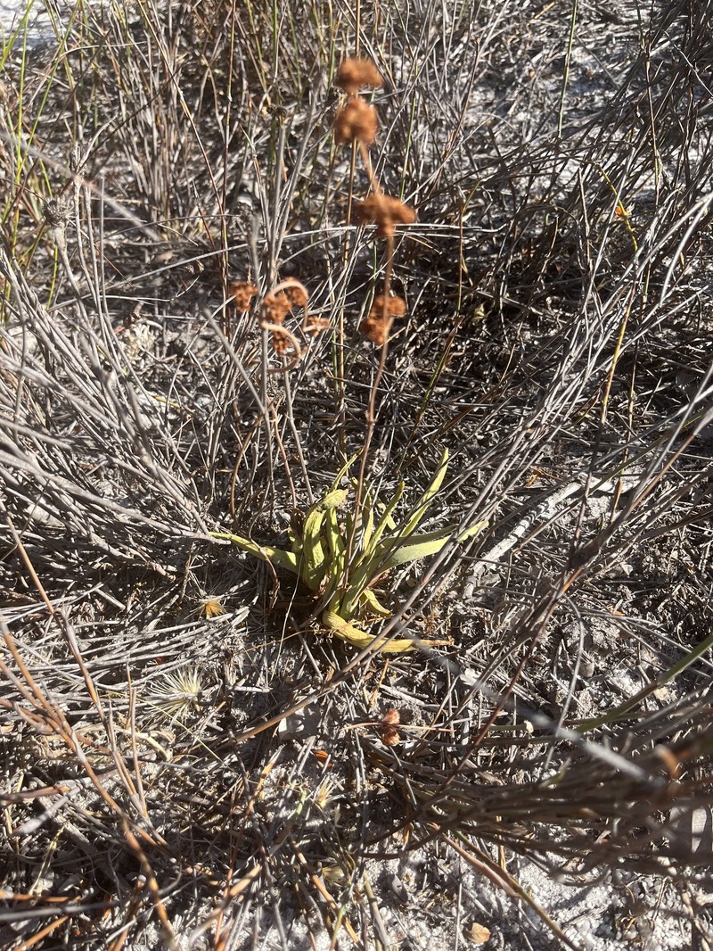 Crassula nudicaulis var. nudicaulis