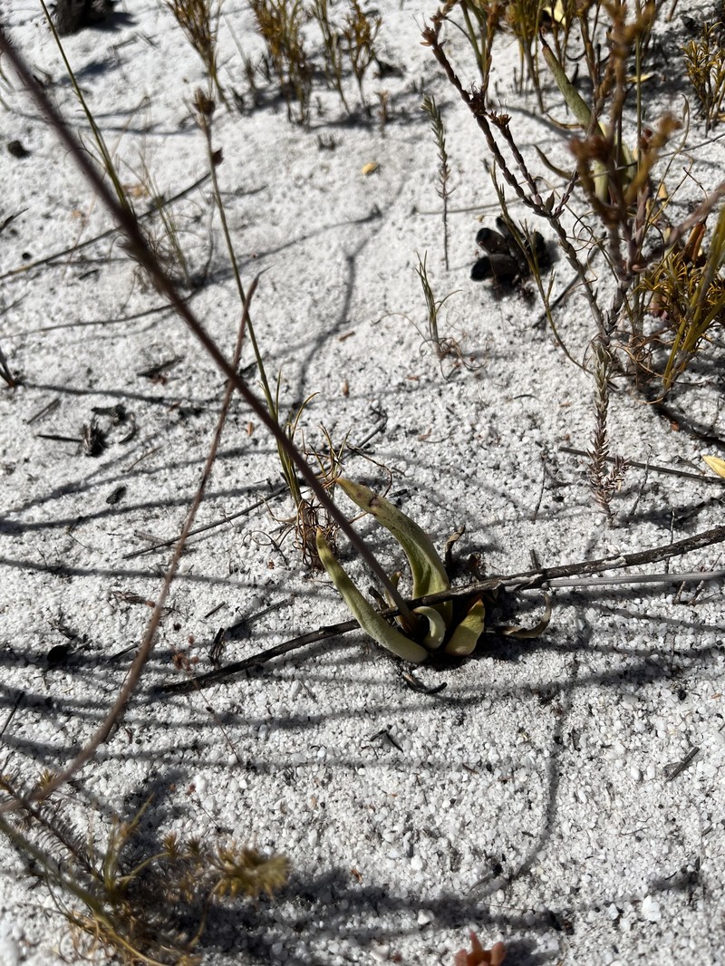 Crassula nudicaulis var. nudicaulis photo 2