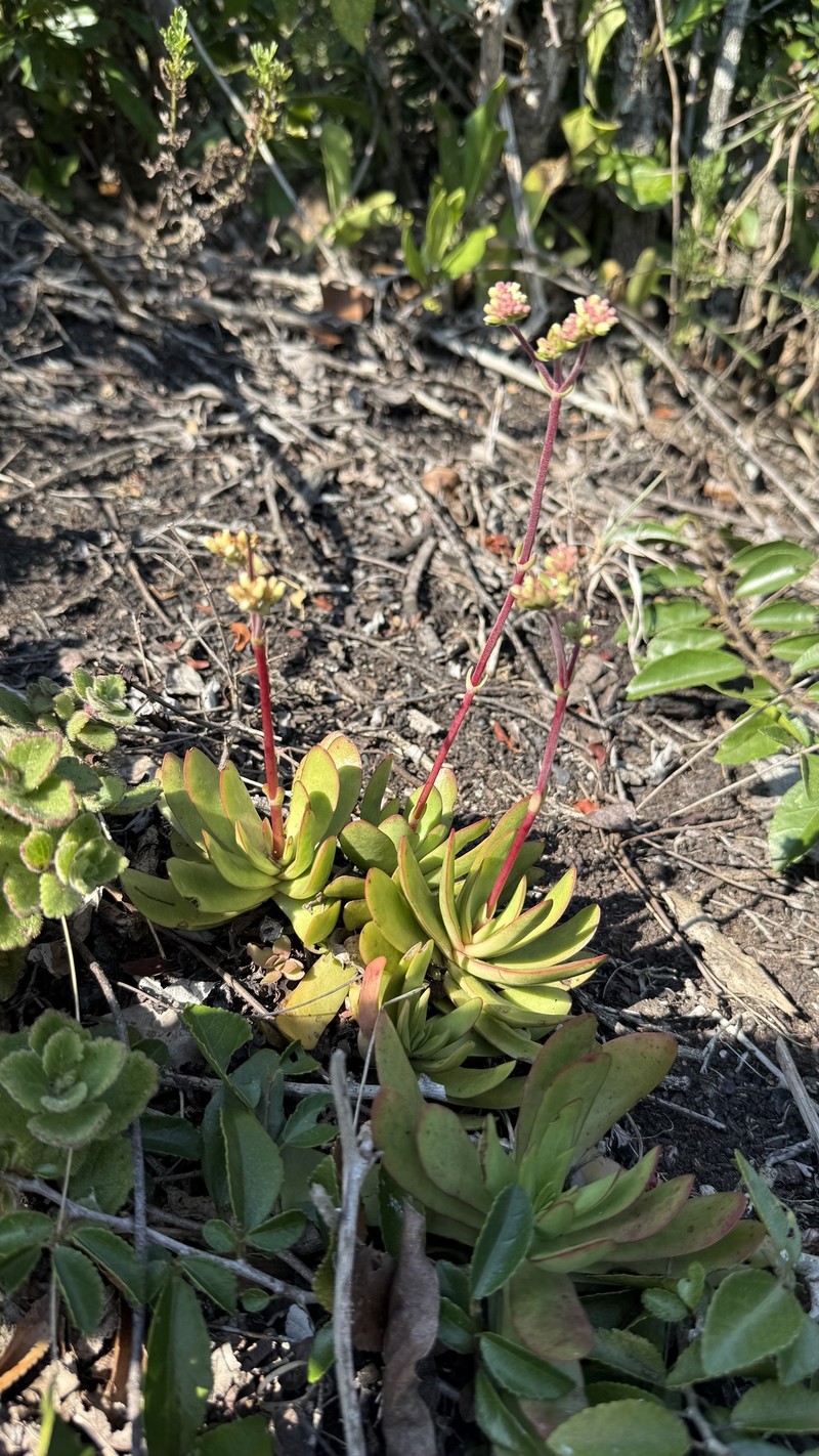 Crassula nudicaulis var. nudicaulis photo 3