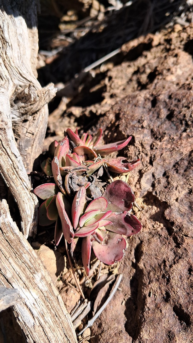 Crassula nudicaulis var. nudicaulis photo 4