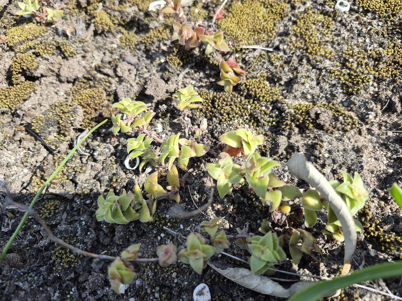 Crassula obovata var. obovata