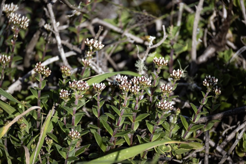 Crassula obovata var. obovata photo 3