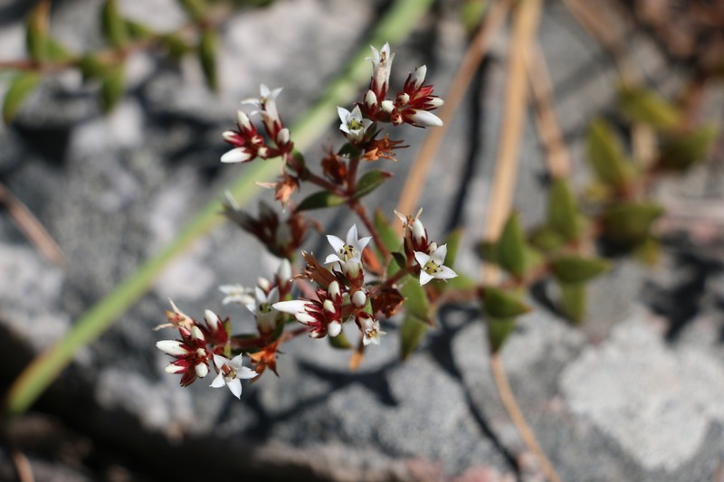 Crassula obovata var. obovata photo 4