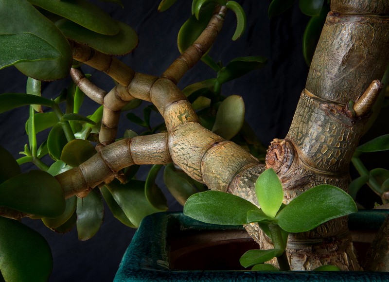 Jade Plant photo 4
