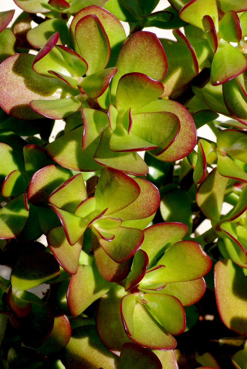 Jade Plant photo 2
