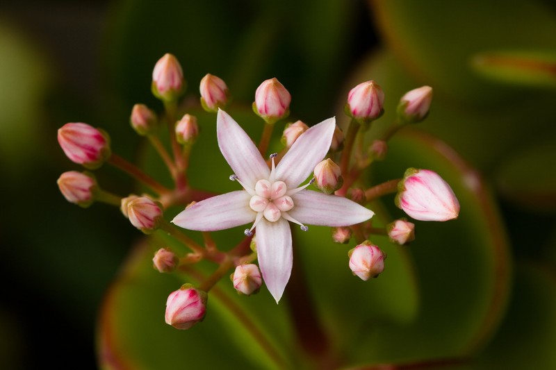 Jade Plant photo 3