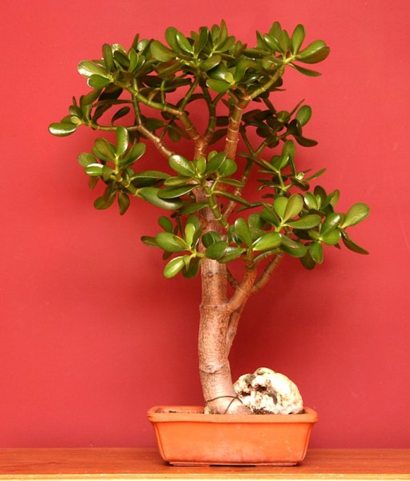 Jade Plant photo 5