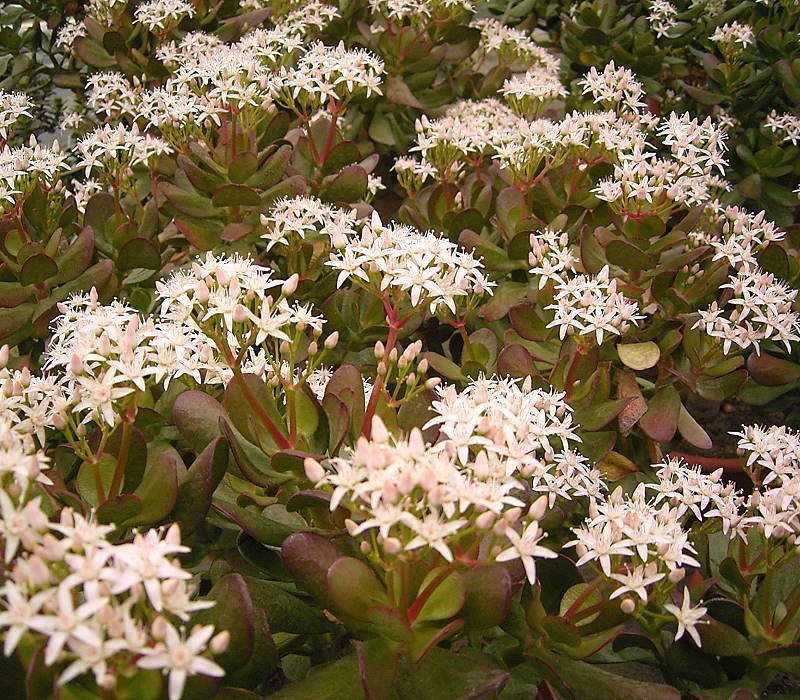 Jade Plant photo 6