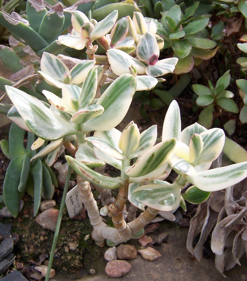 Jade Plant photo 7