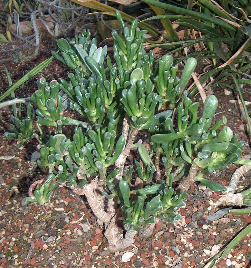 Jade Plant photo 8