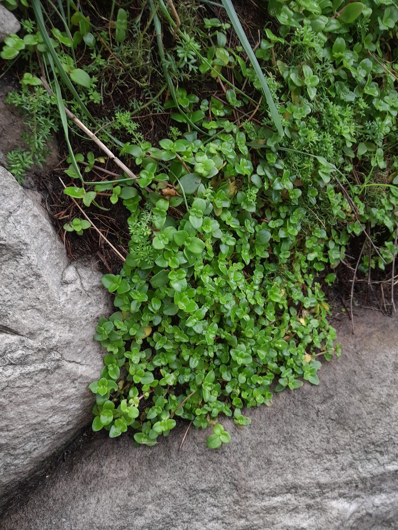Crassula pellucida subsp. pellucida