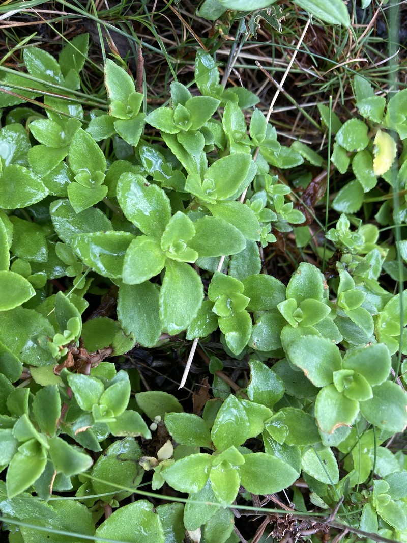 Crassula pellucida subsp. pellucida photo 2