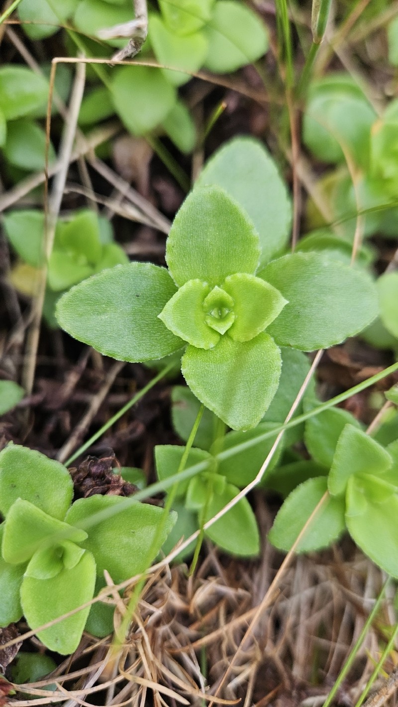 Crassula pellucida subsp. pellucida photo 3