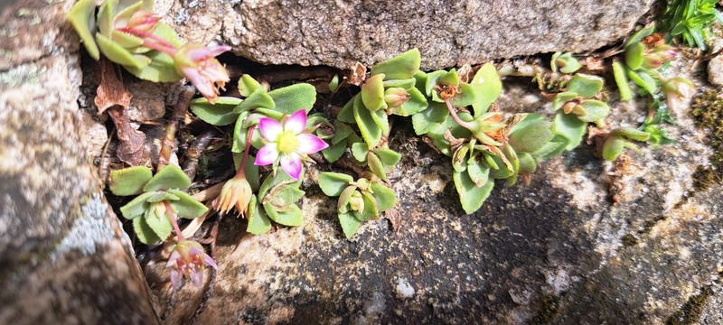 Crassula pellucida subsp. pellucida photo 4