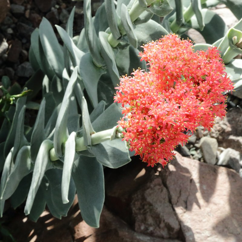 Crassula perfoliata