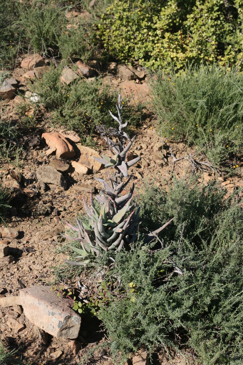 Crassula perfoliata var. perfoliata photo 2