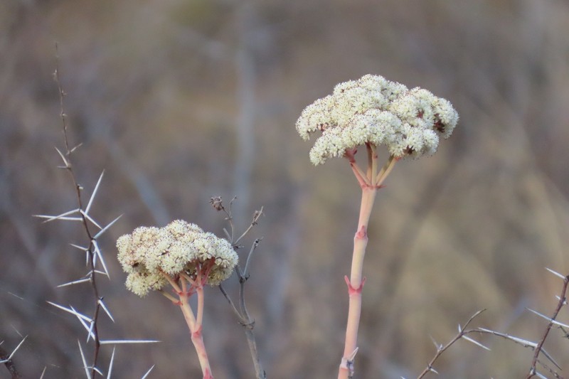 Crassula perfoliata var. perfoliata photo 4