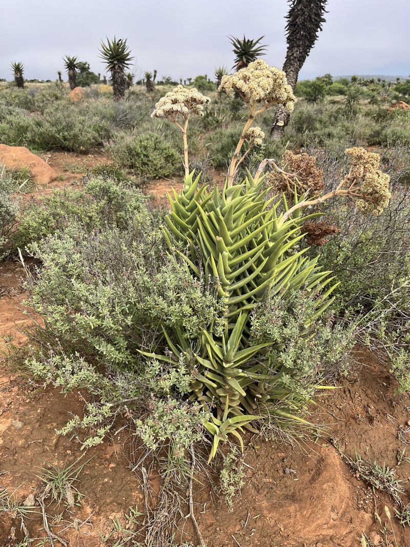 Crassula perfoliata var. perfoliata photo 5