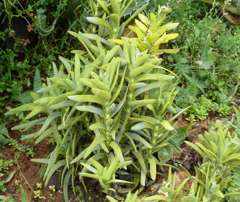 Crassula perfoliata var. perfoliata