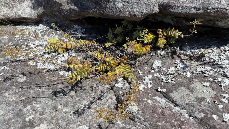 Crassula perforata subsp. perforata
