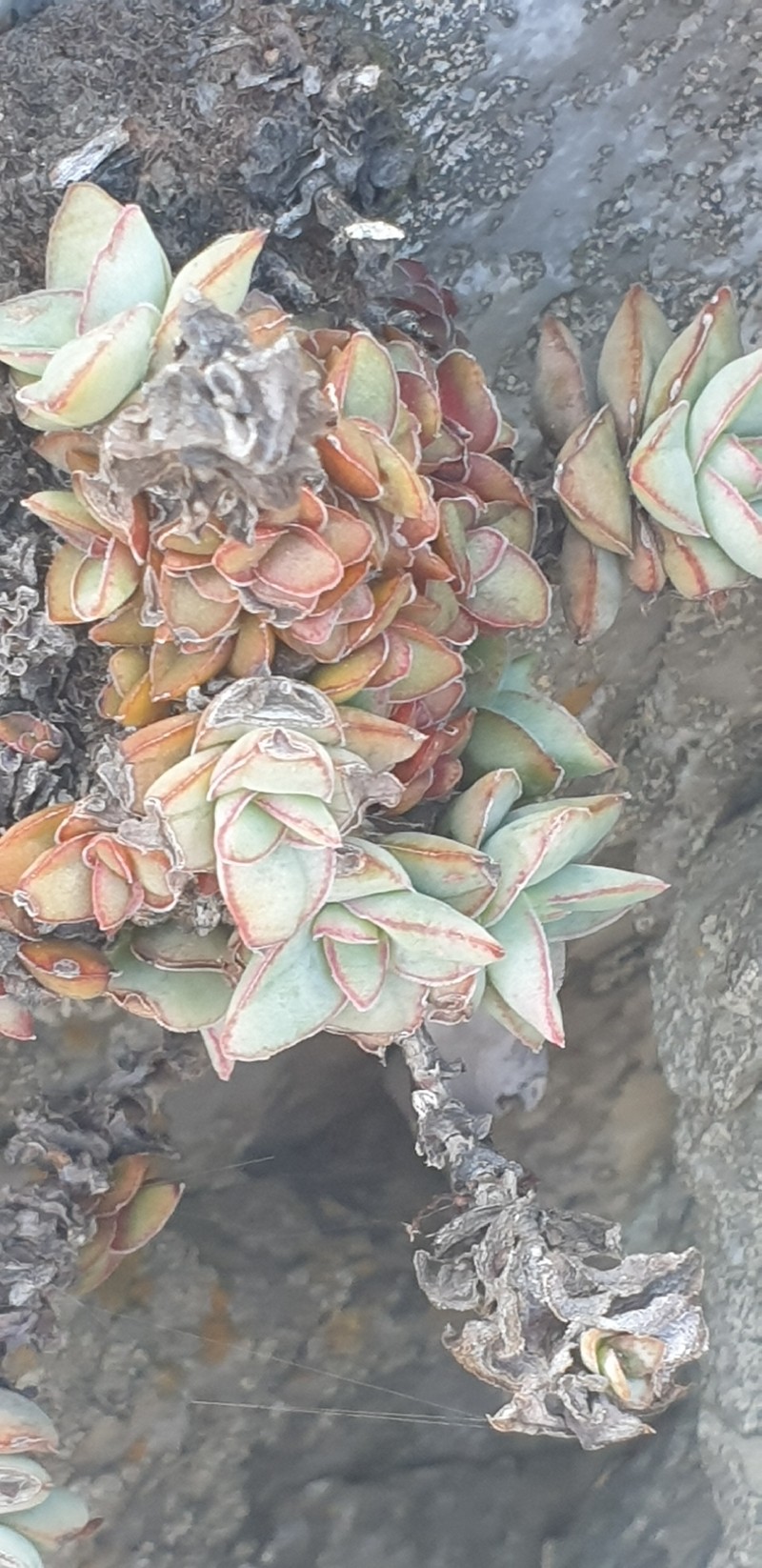 Crassula perforata subsp. perforata photo 2