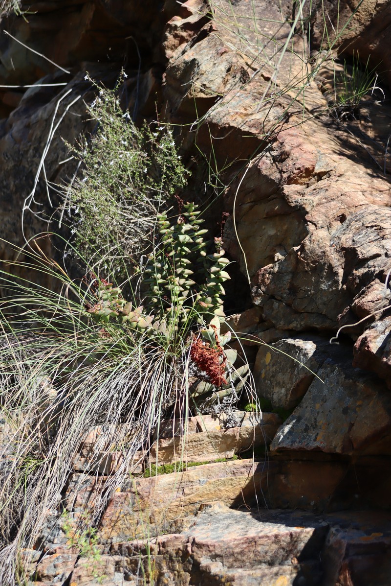 Crassula perforata subsp. perforata photo 3