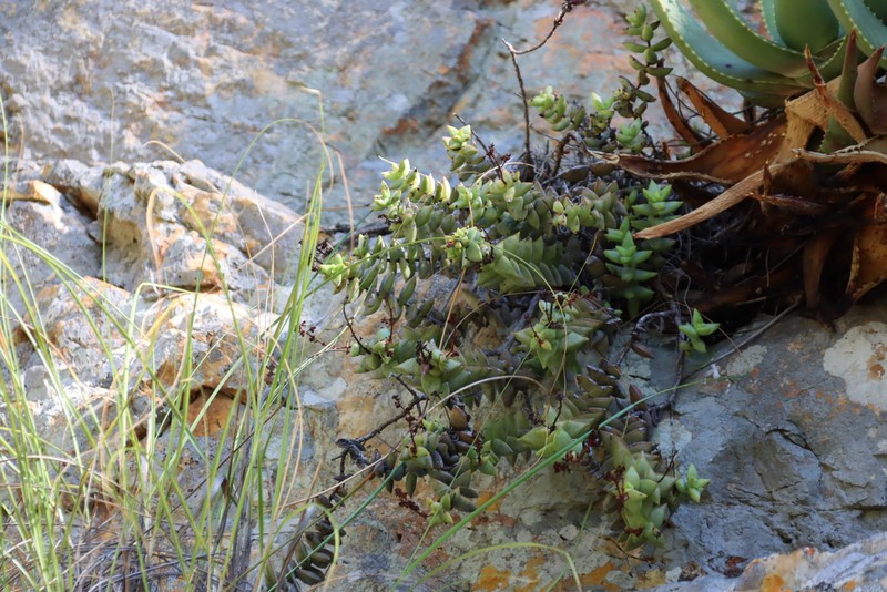 Crassula perforata subsp. perforata photo 4